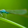 blue tailed damselfly-wallpaper-1920x1080
